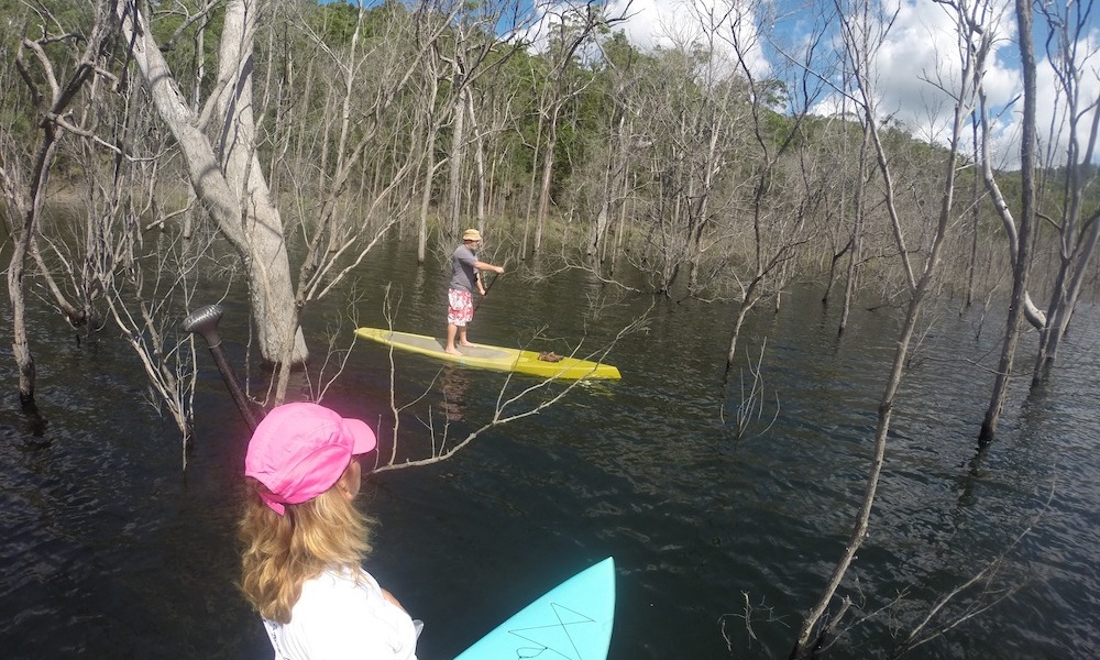 paddle boarding gold coast hinze dam drowned forest2