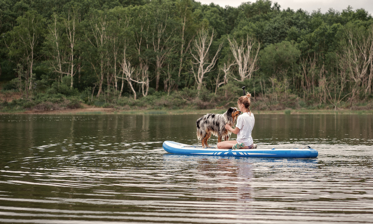 dog breeds for paddleboarding aussie shep