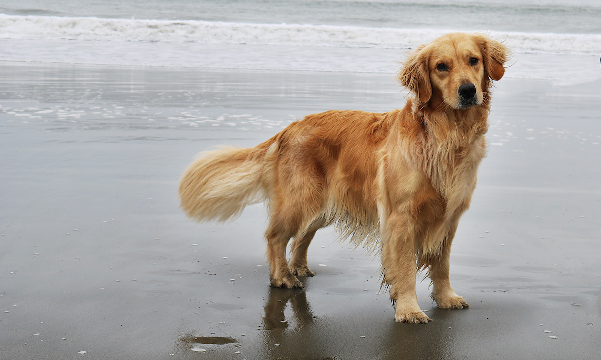 dog breeds for paddleboarding golden