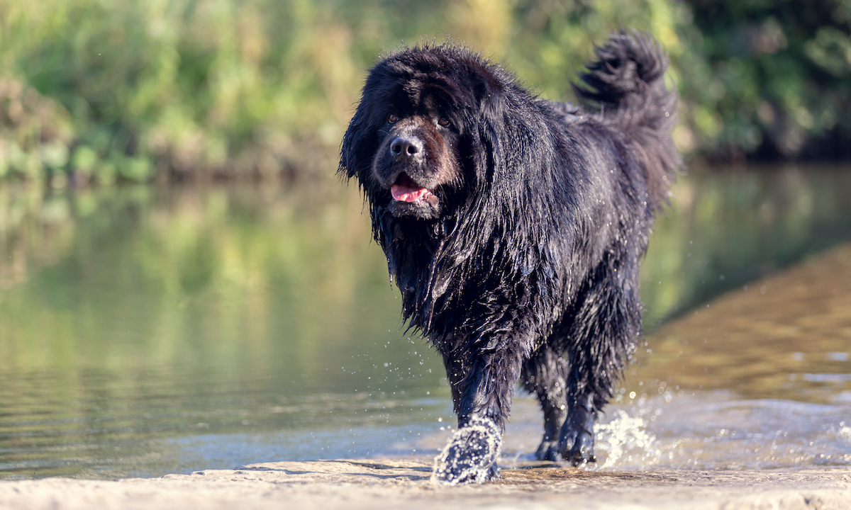 dog breeds for paddleboarding newfoundland