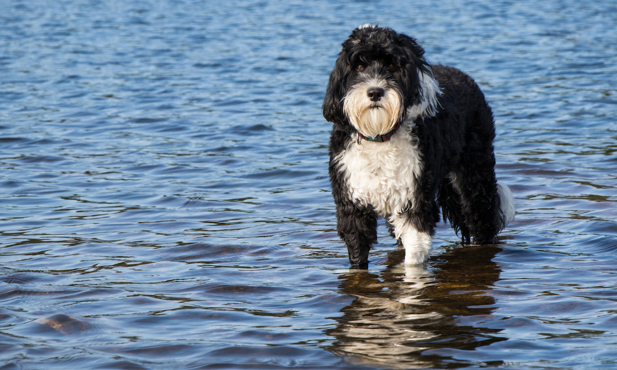 dog breeds for paddleboarding portuguese water dog