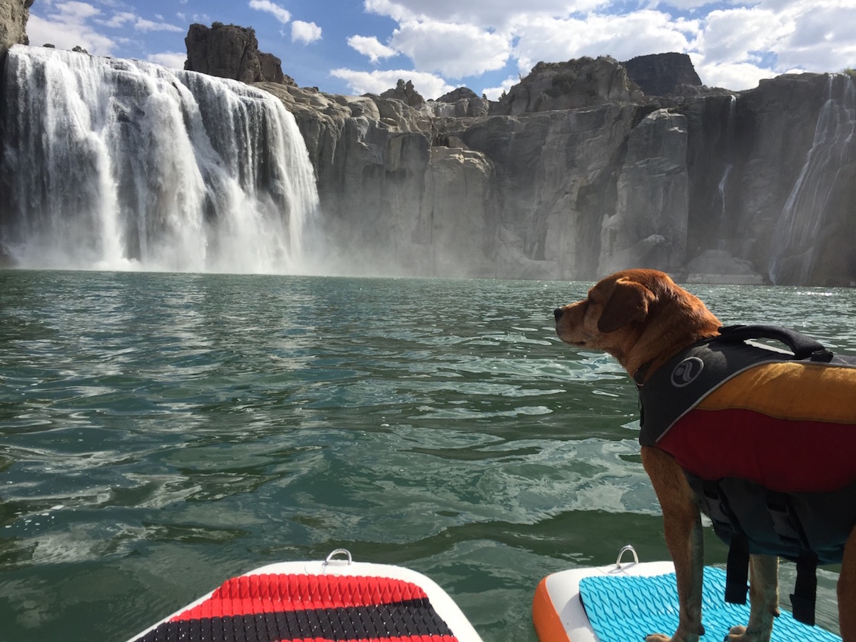 how to get dog comfortable on sup 3
