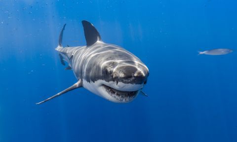A great white shark is expected to be the culprit of Sunday's attack.