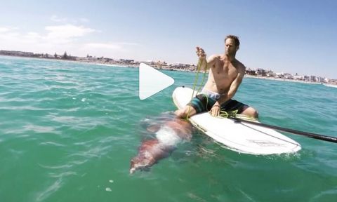 Giant Squid Crawls onto a Paddle Board in South Africa