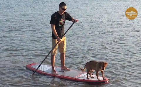 Boardworks Shares How to SUP With Your Dog Video