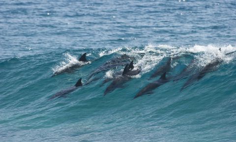 Dolphins surfing. | Photo: Shutterstock