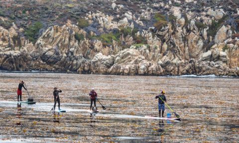 A fun way to do a cleanup? Organize a SUP cleanup! | Photo: Brent Allen