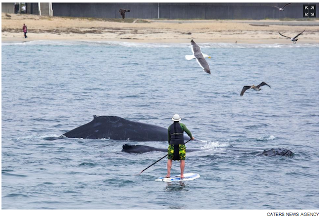 paddleboarder-close-to-whale