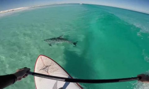 Paddle Boarding With Dolphins