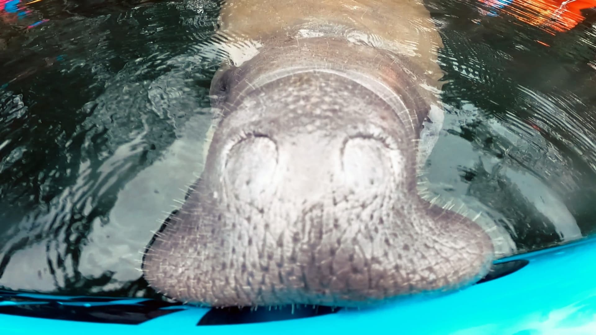 A manatee raises its snout from the water right next to a turquoise paddle board