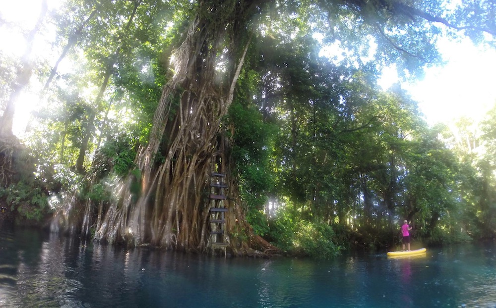 giant banyan tree at matevulu blue hole espiritu santo vanuatu