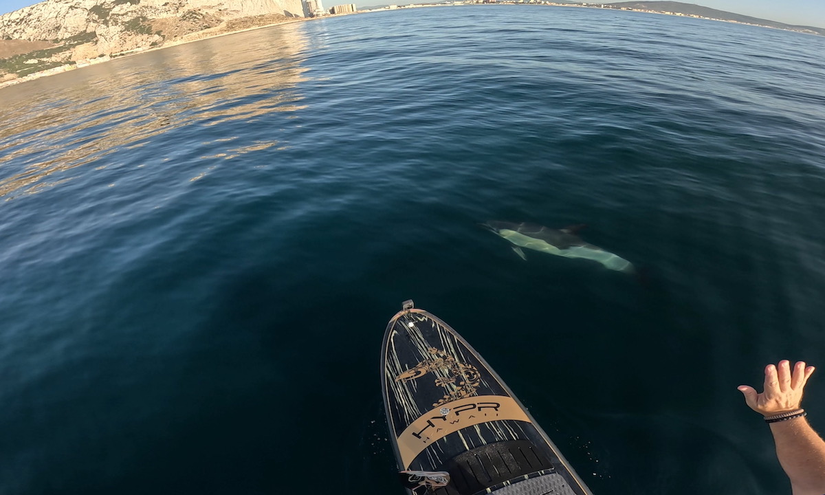 Curious Dolphin Saying Hello