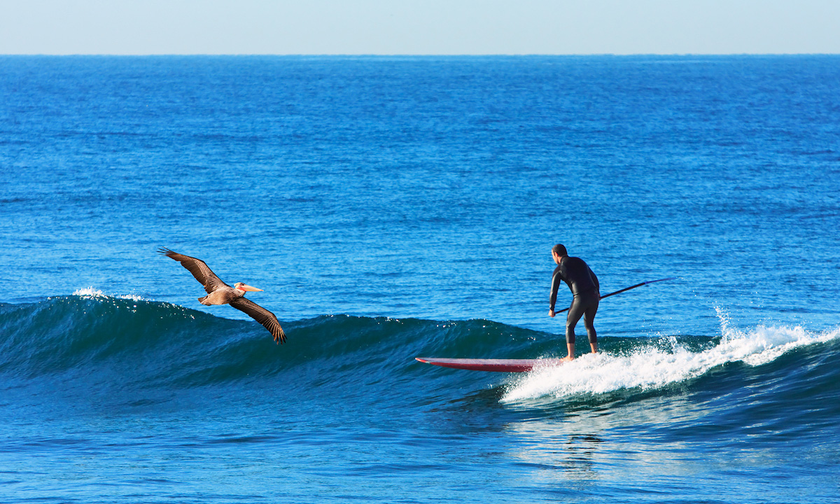 paddle board san diego