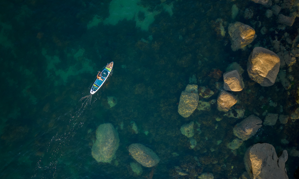 A Paddle Boarder's Guide To Saltwater Fish Identification