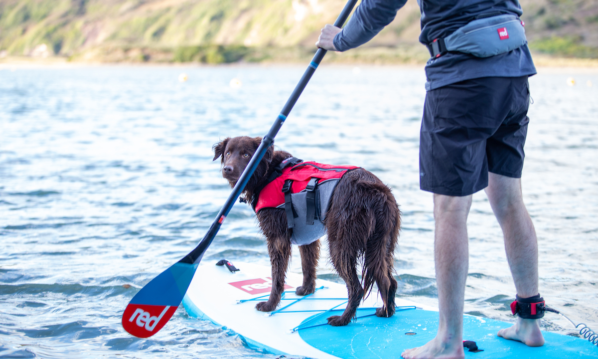 red paddle co dog pfd 2