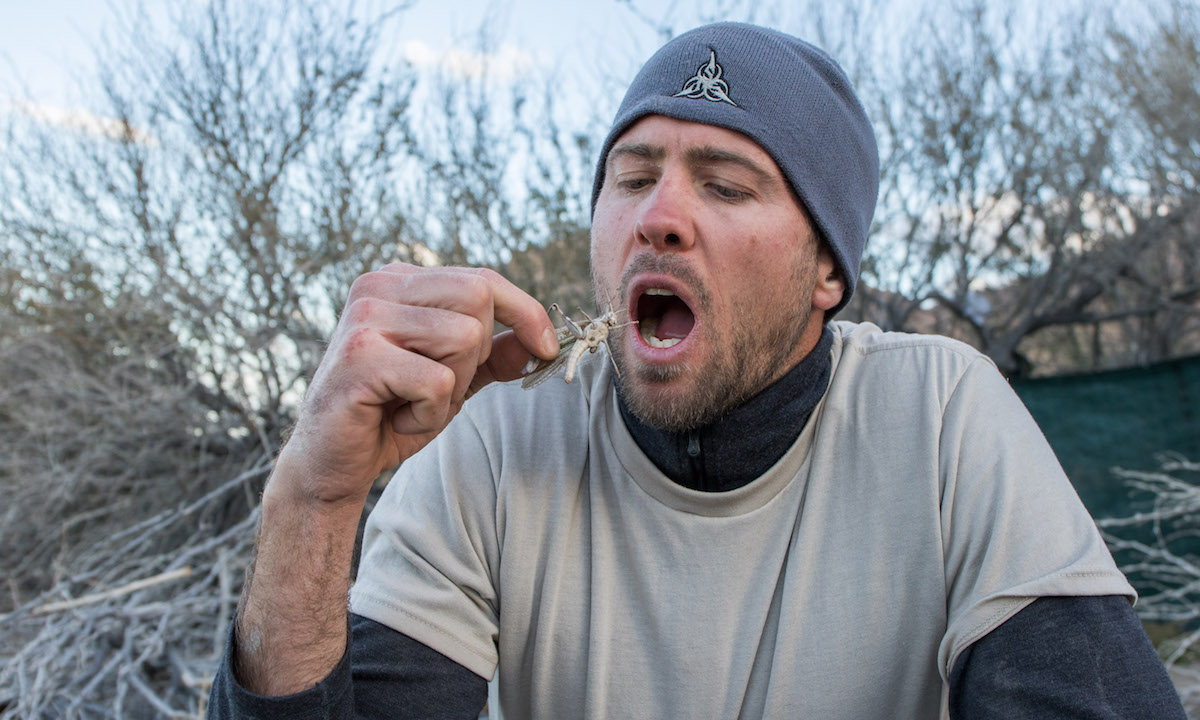 mex survival challenge grasshopper for dinner