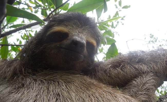 sloth