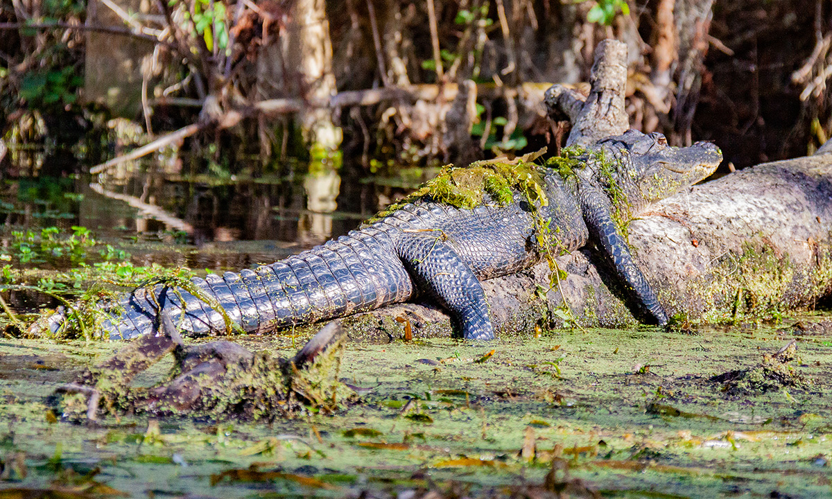 florida gator encounter