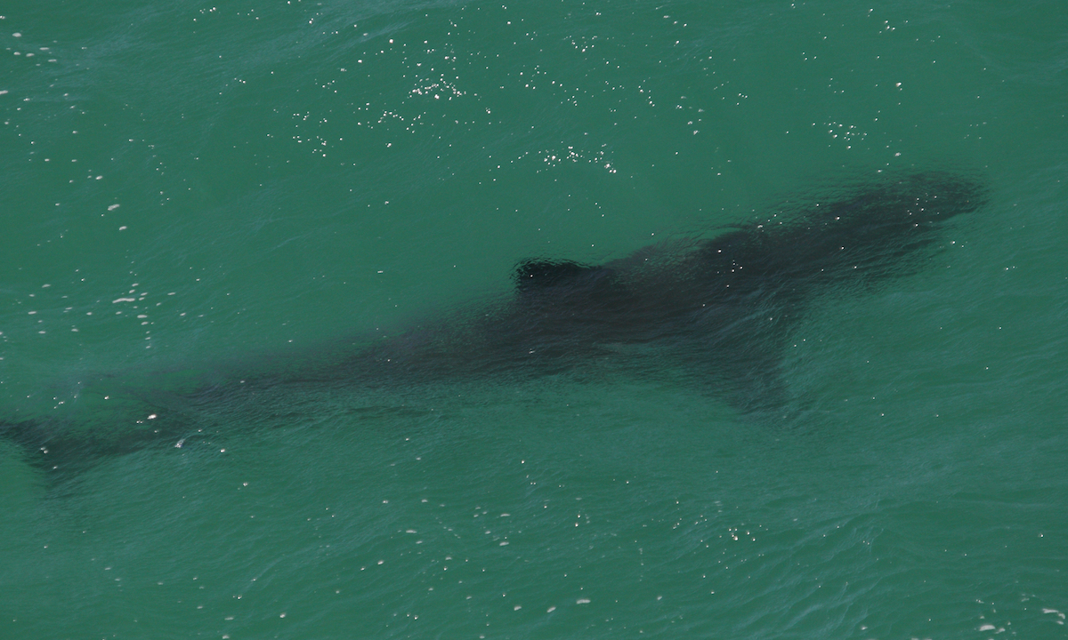 shark attack paddle boarder atlantic