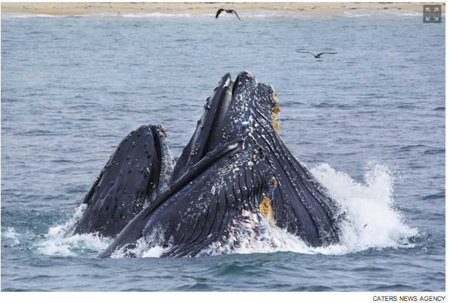 paddleboarder-and-whale