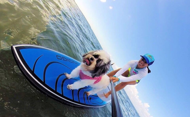 sup-dog-activities