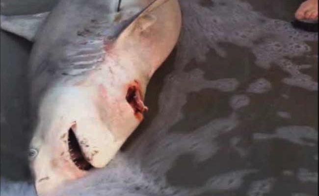 man-delivers-baby-sharks-from-dead-mother-crop