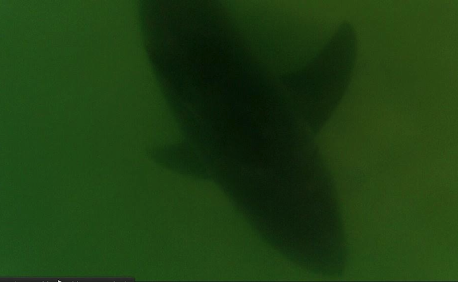 shark-sighting