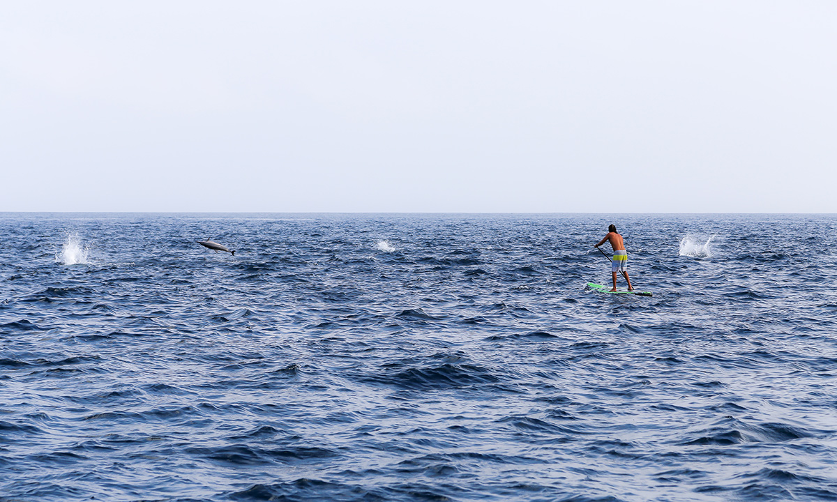 watching marine life dolphins