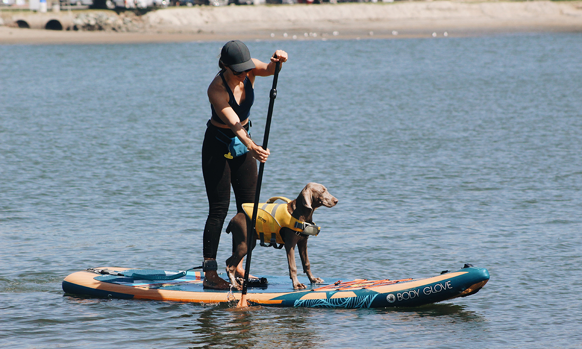 6 dog breeds for sup