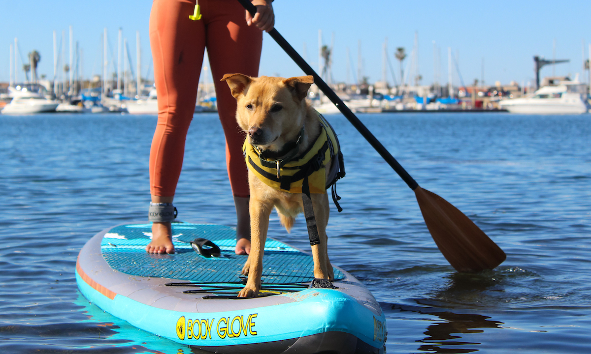 Best Stand Up Paddle Boards For Dogs