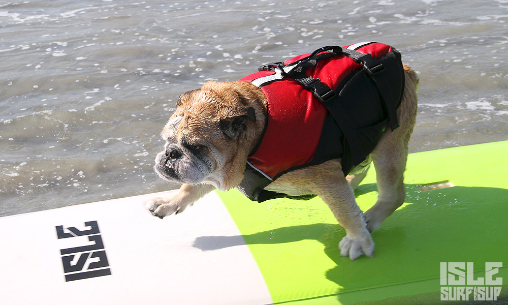 how to paddle with dog 4