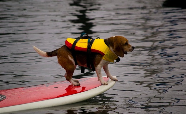 Neil_Pearlberg_-_DogJam_2011