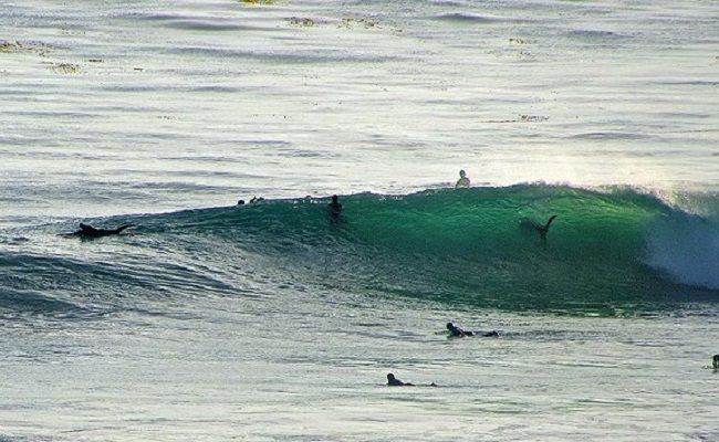 Great_white_shark_spotted_in_San_Diego_-_stand_up_paddle_2