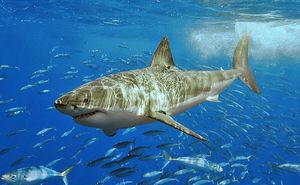 Great_white_shark_spotted_in_San_Diego_-_stand_up_paddle_4