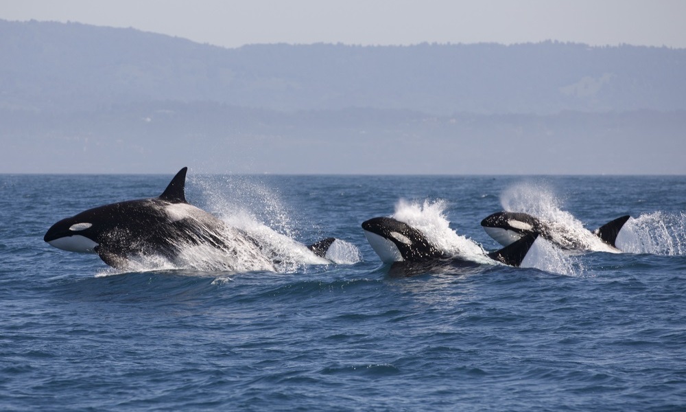 orca surrounds paddle boarder