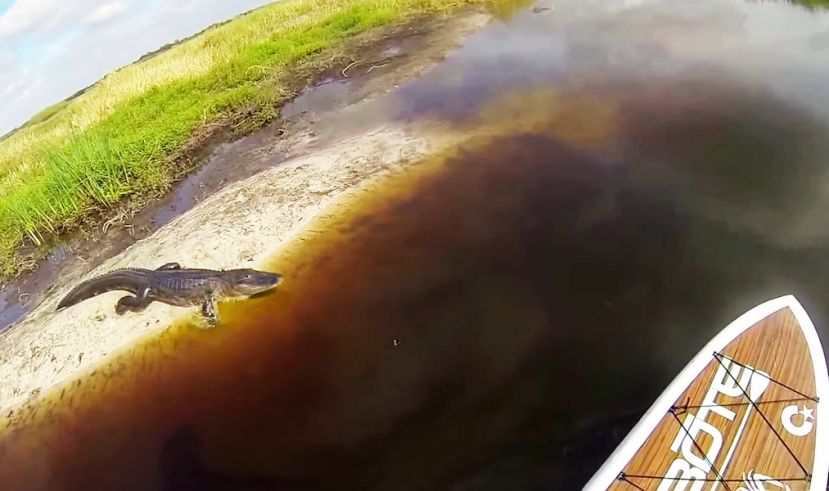 paddle boarding with gator