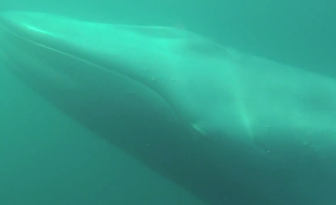 paddling-with-rare-blue-whales