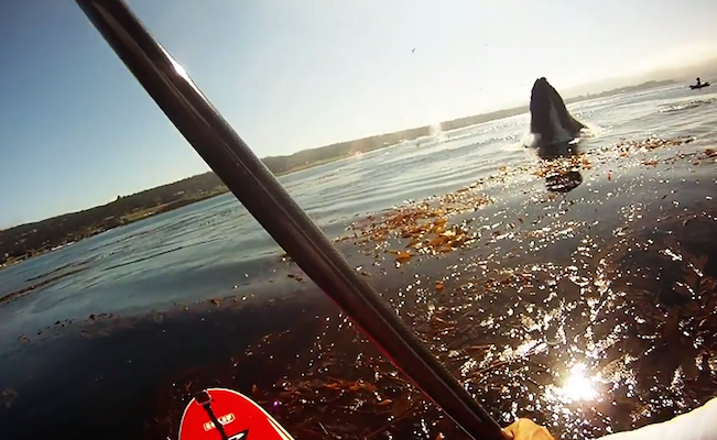 pebble-beach-whale-encounter