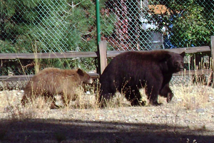 Tahoe SUP, Stand Up Paddle Board Company, Bears cruising.