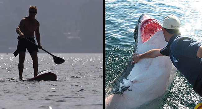 supsharkattack