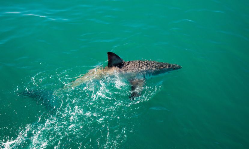 Aerial view of a great white shark.