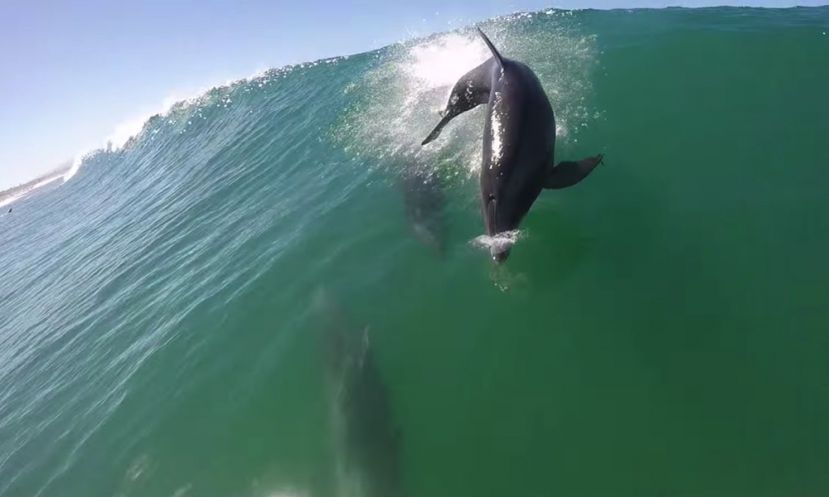 Dolphin Body Slams Paddle Boarder