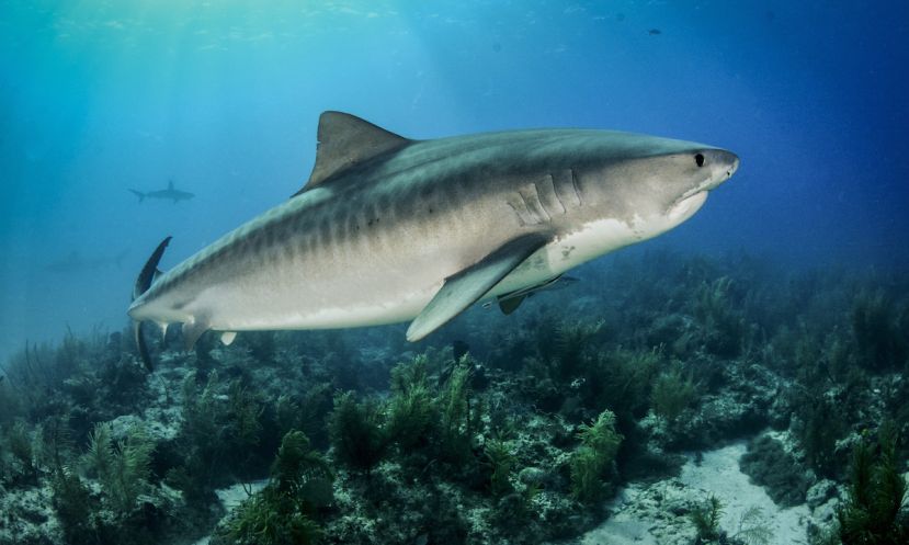 Tiger shark. | Photo: Shutterstock