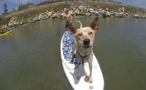 Kona the SUP Dog at home in San Diego. | Photo: Winfield Beucler