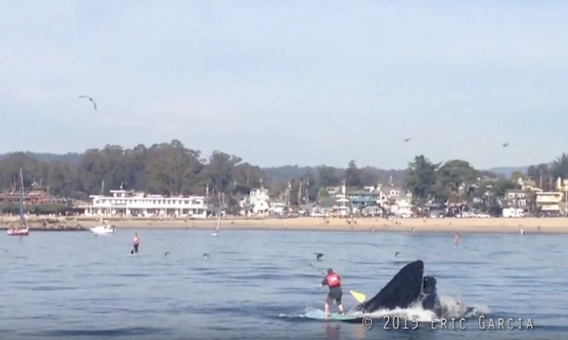 Paddler has a close call with a humpback whale. | Image &amp; video courtesy: Eric Garcia