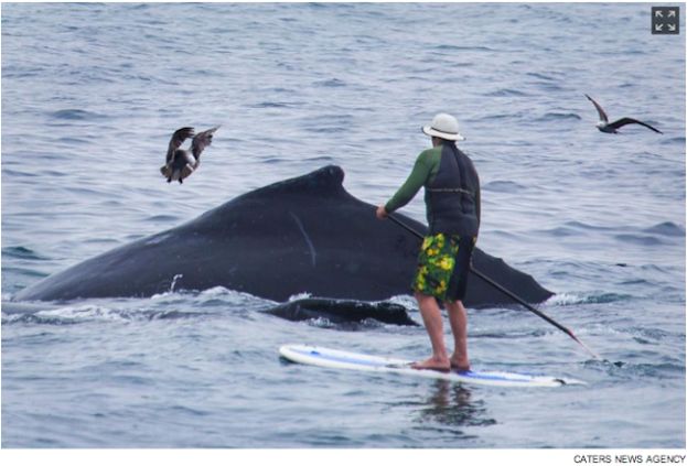 Paddleboarder Gets Too Close With Whale