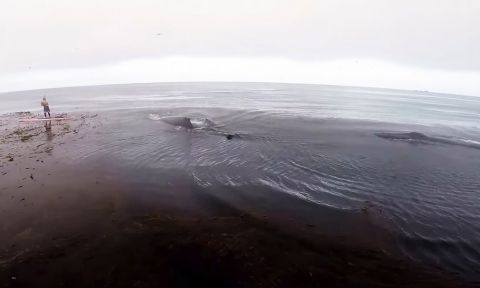 Brent Allen and 15 year-old Harry Deisroth encounter some whales on their exploration of Big Sur.