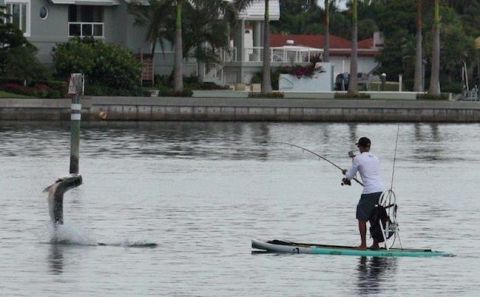 SUP Fisherman Catches Massive Fish