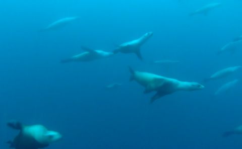 Gillian Gibree Goes On Seal Diving Adventure