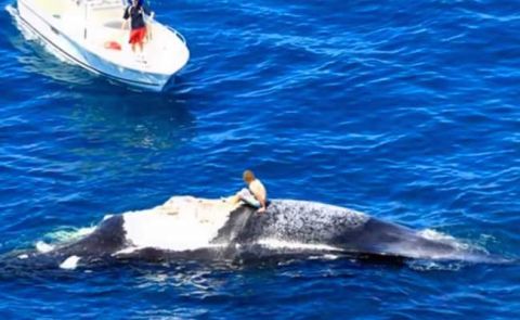 'Idiot' Surfs Dead Whale With Sharks Circling